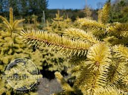 Attēlu rezultāti vaicājumam “Picea”