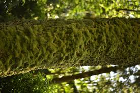 Attēlu rezultāti vaicājumam “Leucobryum juniperoideum”