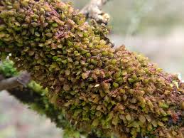 Attēlu rezultāti vaicājumam “Frullania dilatata”