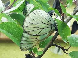 Attēlu rezultāti vaicājumam “Aporia crataegi pupa”