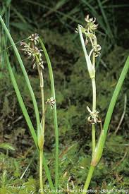 Attēlu rezultāti vaicājumam “Scheuchzeria palustris”
