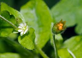 Attēlu rezultāti vaicājumam “Stellaria media”