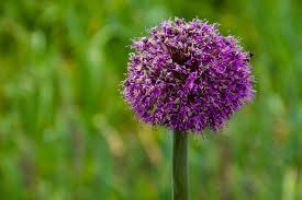 Attēlu rezultāti vaicājumam “Allium scorodoprasum flower”