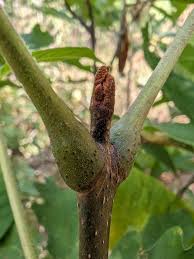 Attēlu rezultāti vaicājumam “Phellodendron amurense bud”