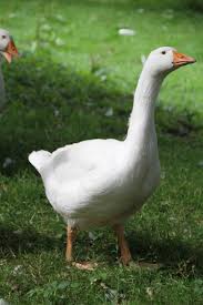 Attēlu rezultāti vaicājumam “Anser anser”