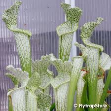 Attēlu rezultāti vaicājumam “Leucogyrophana sororia”