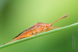 Attēlu rezultāti vaicājumam “Rhopalus maculatus”