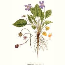 Attēlu rezultāti vaicājumam “Viola hirta leaf”