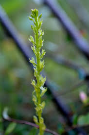 Attēlu rezultāti vaicājumam “Hammarbya paludosa”