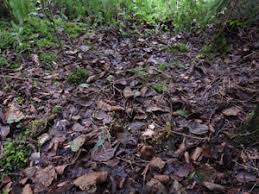 Attēlu rezultāti vaicājumam “Diachea muscorum”