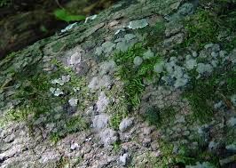 Attēlu rezultāti vaicājumam “Kretzschmaria deusta”