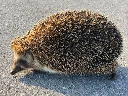 Attēlu rezultāti vaicājumam “Erinaceus roumanicus”