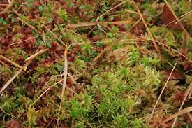 Attēlu rezultāti vaicājumam “Sphagnum magellanicum”