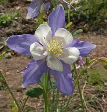 Image result for Aquilegia caerulea