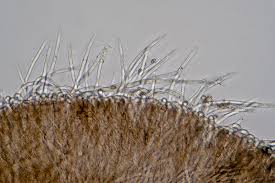 Attēlu rezultāti vaicājumam “Lachnella alboviolascens”