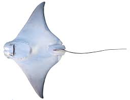 Image result for Rhinoptera brasiliensis