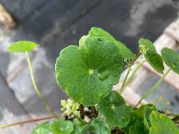Attēlu rezultāti vaicājumam “Hydrocotyle vulgaris leaf”