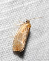 Attēlu rezultāti vaicājumam “Eulia ministrana”