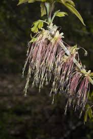 Attēlu rezultāti vaicājumam “Acer negundo female flower”