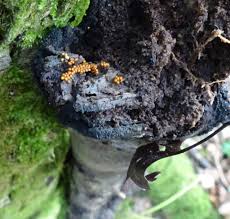 Attēlu rezultāti vaicājumam “Trichia varia spores”