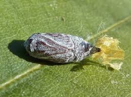 Attēlu rezultāti vaicājumam “Falcaria lacertinaria”