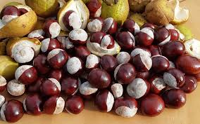 Attēlu rezultāti vaicājumam “Aesculus x hybrida fruit”