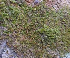 Attēlu rezultāti vaicājumam “Leiocolea rutheana sporophyte”