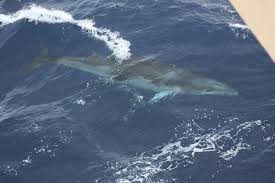 Image result for Balaenoptera bonaerensis