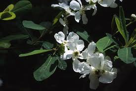 Attēlu rezultāti vaicājumam “Exochorda giraldii var. wilsonii”