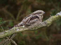 Image result for England Staffordshire Birding Club