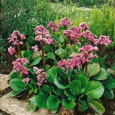 Image result for Bergenie