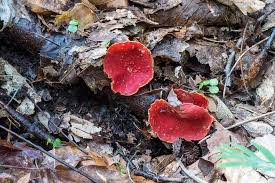 Attēlu rezultāti vaicājumam “Sarcoscypha austriaca”