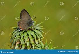 Attēlu rezultāti vaicājumam “Satyrium ilicis underside”