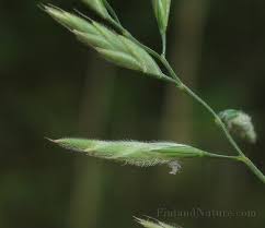 Attēlu rezultāti vaicājumam “Festuca arenaria”