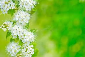 Attēlu rezultāti vaicājumam “Spiraea chamaedryfolia flower”