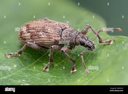 Attēlu rezultāti vaicājumam “Polydrusus tereticollis”