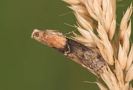 Attēlu rezultāti vaicājumam “Sciota adelphella”