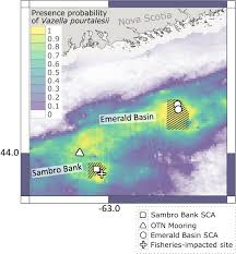 Image result for Vazella pourtalesii