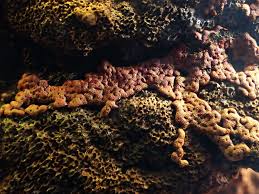 Attēlu rezultāti vaicājumam “Willkommlangea reticulata”