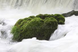 Attēlu rezultāti vaicājumam “Bryum caespiticium”