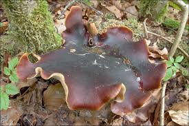 Attēlu rezultāti vaicājumam “Polyporus badius”