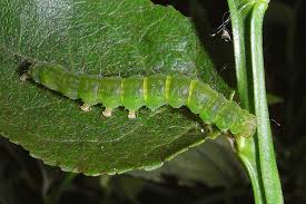 Attēlu rezultāti vaicājumam “Hypena crassalis”