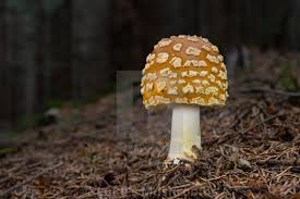 Attēlu rezultāti vaicājumam “Amanita regalis”
