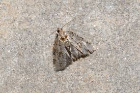 Attēlu rezultāti vaicājumam “Dichelia histrionana”