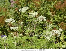 Attēlu rezultāti vaicājumam “Selinum carvifolia flower”