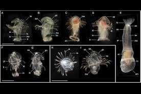 Attēlu rezultāti vaicājumam “Phronia sp. larva”