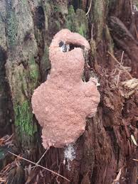 Attēlu rezultāti vaicājumam “Brefeldia maxima macro”