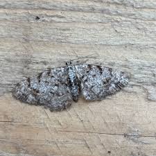 Attēlu rezultāti vaicājumam “Aethalura punctulata”