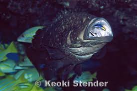 Image result for Hyporthodus quernus