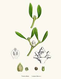 Attēlu rezultāti vaicājumam “Viscum album”